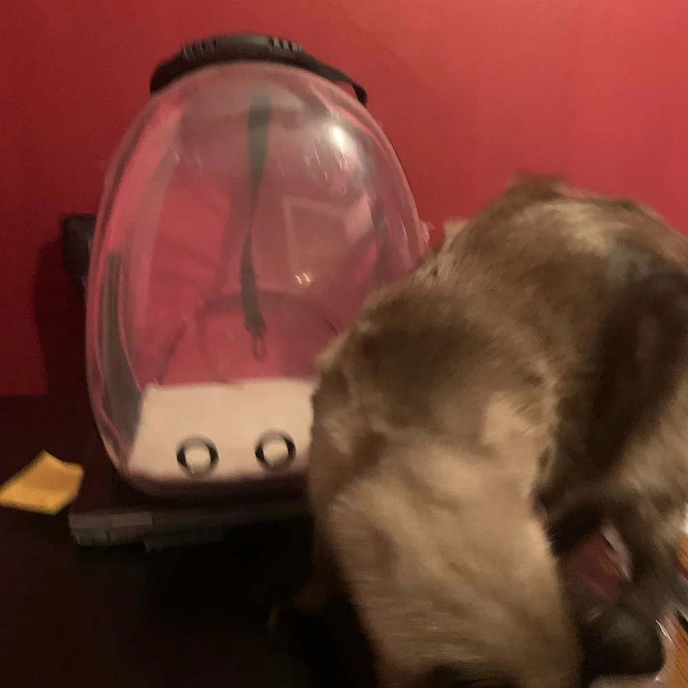 Car carrier backpack (gently used for vet visits)